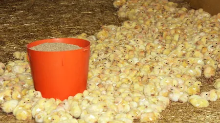 Masacru într-o fermă din Italia: 240.000 de pui de găină au murit asfixiați, după ce HOȚII de cupru au deconectat curentul electric