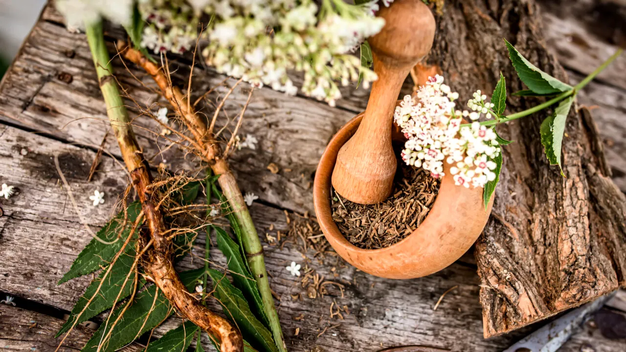 Care sunt cele mai puternice plante medicinale. Au multe întrebuințări și tratează mai multe afecțiuni