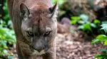 Alertă în Polonia. O pumă misterioasă, capturată după aproape o săptămână de căutări. Fiara sălbatică dădea târcoale pe lângă casele oamenilor