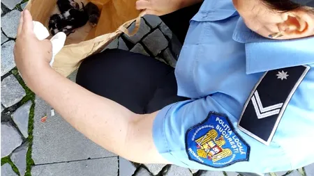 Un bărbat care a abandonat cinci pui de pisică pe o stradă din București a fost amendat cu 3.000 de lei