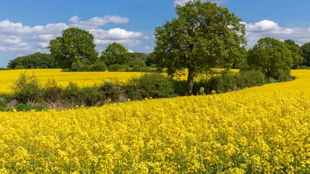Culturile fermierilor sunt în pericol din cauza unei insecte! Ce este creatura despre care specialiștii susțin că este extrem de dăunătoare