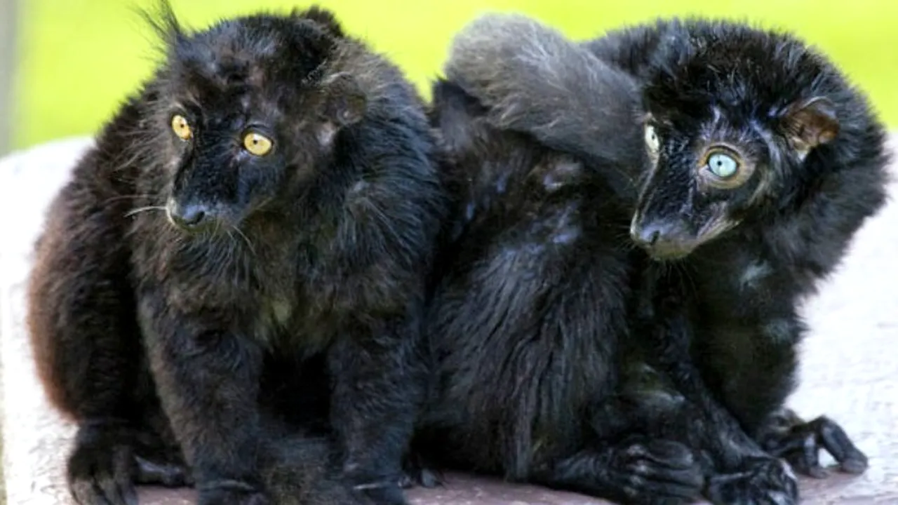 Țara care vrea să desființeze toate grădinile zoologice 