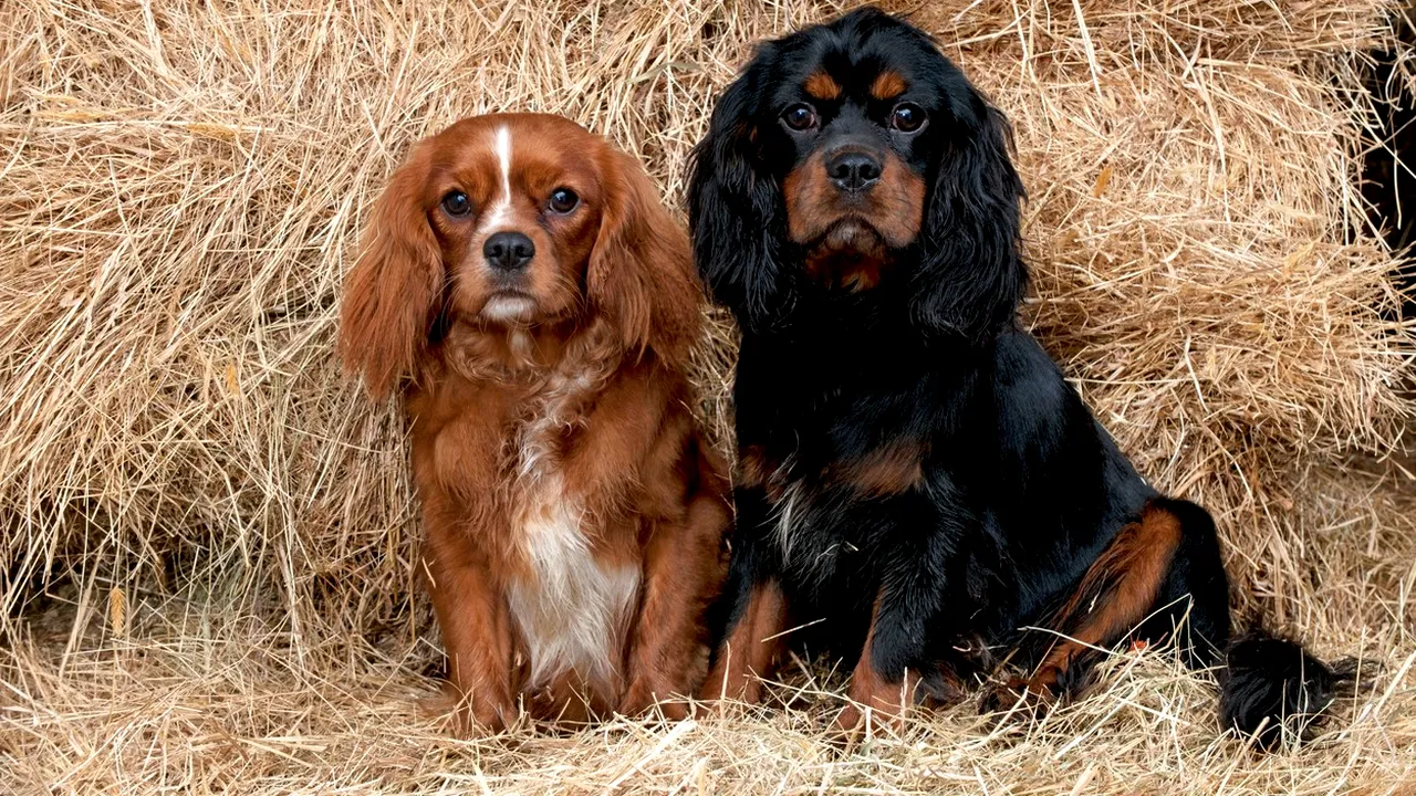 O țară din Europa interzice creşterea a două rase de câini. Motivul pentru care a fost luată această decizie fără precedent