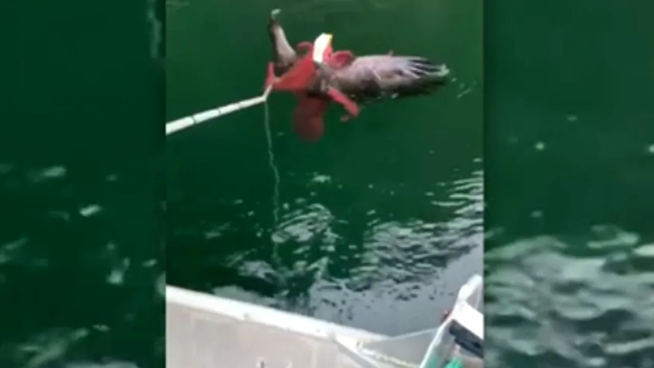 Luptă incredibilă între un vultur și o caracatiță, în care vânătorul a devenit vânat. Cum s-a sfârșit totul - VIDEO