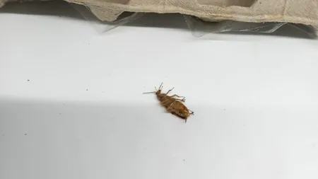 ANPC a închis o brutărie fără autorizație, din Sectorul 6, care vindea pâine fabricată într-un spațiu murdar și invadat de gândaci