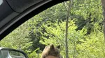Alt cioban atacat de urs, în Argeș/Ion Sănduloiu: Nu se poate mișca din cauza durerilor. Probabil a fost mușcat și gherănit
