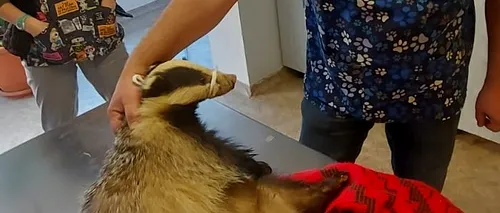 FOTO. „Operațiunea Bursucul”. Un astfel de animal, rănit, a fost salvat din „Lunca Mureșului” și dus la o clinică veterinară