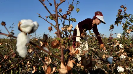 Efectul fluturelui. Schimbările climei au impact global, chiar dacă sunt locale