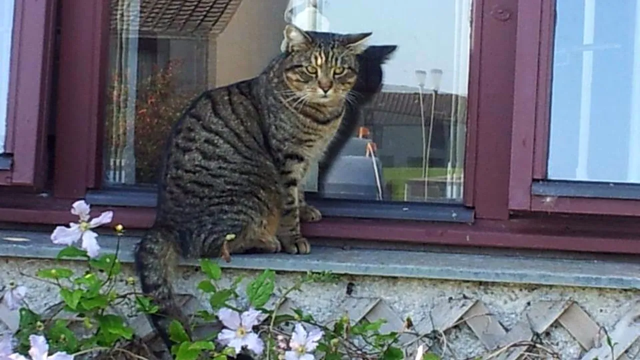 Invenția care i-a adus înapoi pisica pierdută unei familii din Anglia, după trei ani 