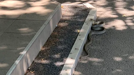 FOTO-VIDEO | Șarpe de 2 metri, văzut în fața unei farmacii din Galați de lângă Spitalul Județean de Urgență. Ce s-a întâmplat cu reptila, după intervenția jandarmilor