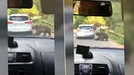 O ursoaică a smuls bara unei mașini pe Transfăgărășan. Care a fost reacția șoferului