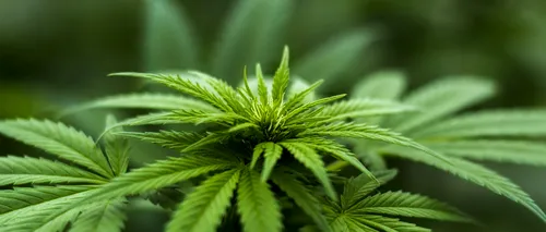 Captură de 160 kg cannabis, în Bihor. Doi bărbați au fost arestați 