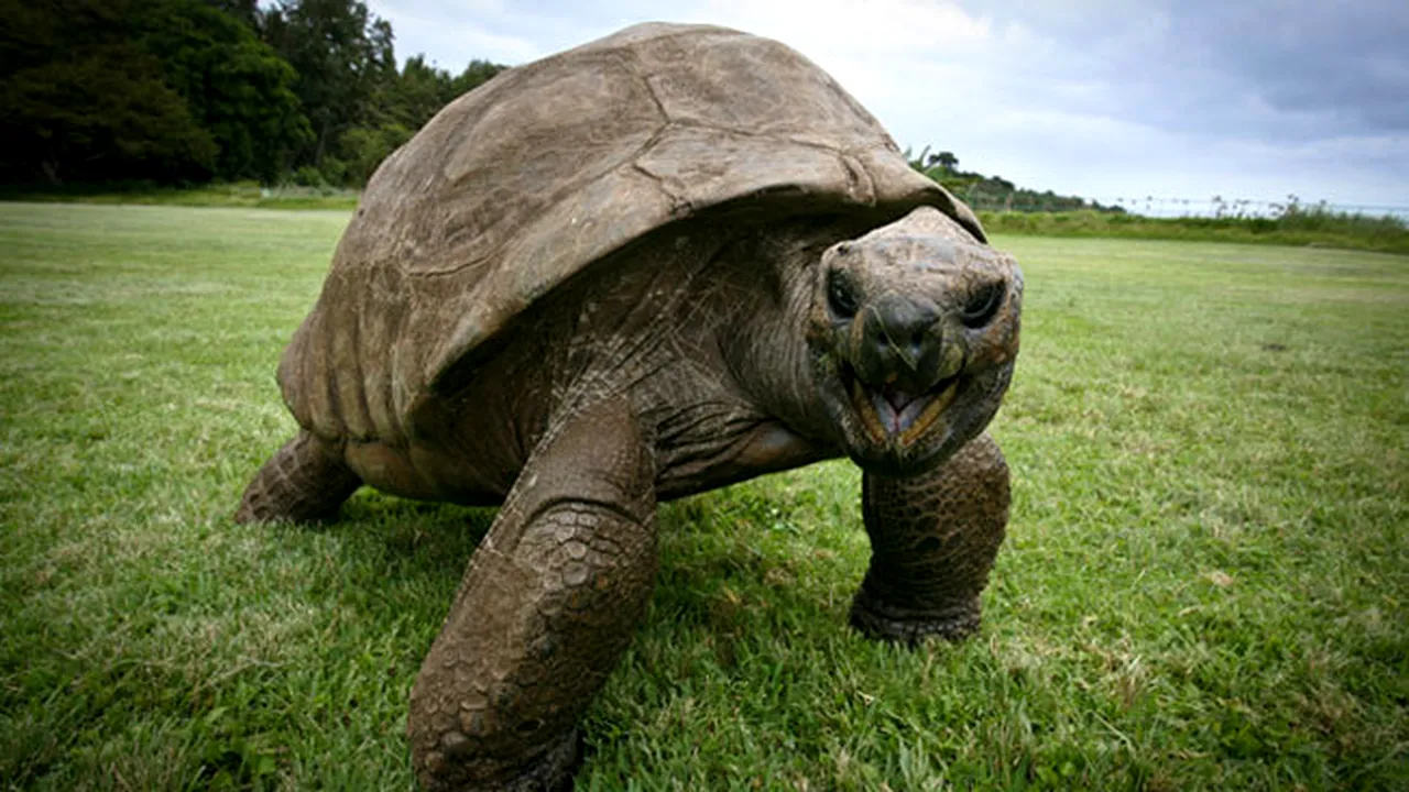 Efect neașteptat al încălzirii globale: de ce ar putea dispărea broaștele țestoase mai repede decât se credea