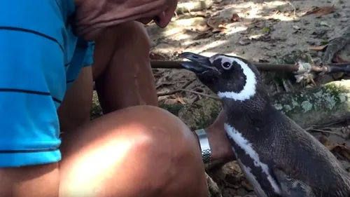 Video emoționant. Pinguinul care înoată 5.000 de mile în fiecare an pentru a vizita bărbatul care a avut grijă de el când a fost bolnav
