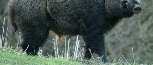 Autoritățile din Dolj sunt în alertă, după ce zece mistreți au fost găsiți morți pe câmp: Zeci de porci cu pestă, uciși