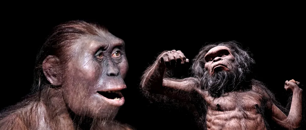 Misterul dispariției Australopitecilor: Victime ale lui Homo habilis sau ale schimbărilor climatice? S-a descoperit cum ar fi murit LUCY
