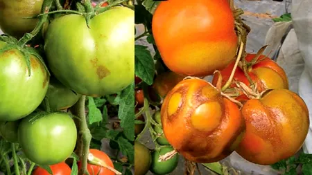 „Coronavirusul” roșiilor a făcut primele „victime” într-o țară europeană. Autoritățile îndeamnă la „vigilență extremă”