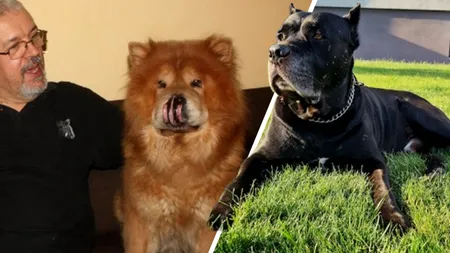 Încăierarea dintre doi câini s-a lăsat cu un proces monstru la Oradea. Cine a fost capul răutăților