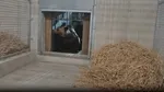 Cei patru urși orfani din Sanctuarul Libearty din Zărnești au ajuns în siguranță în Franța, după 35 de ore de călătorie