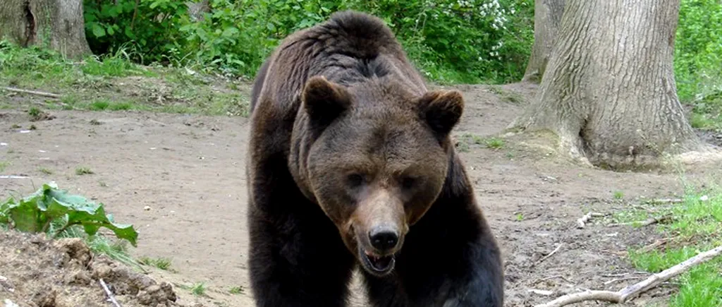 Povestea cutremurătoare a celui mai chinuit urs din România: Max, prietenul turiștilor de la Castelul Peleș - FOTO 