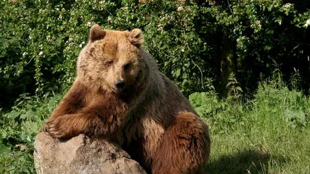 Comisia Europeană, sesizată în cazul uciderii ursului Arthur. Prințul de Liechtenstein, pârât de un europarlamentar USR PLUS!