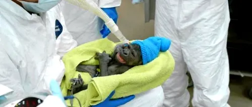 VIDEO. Un pui de gorilă a venit pe lume printr-o operație de cezariană