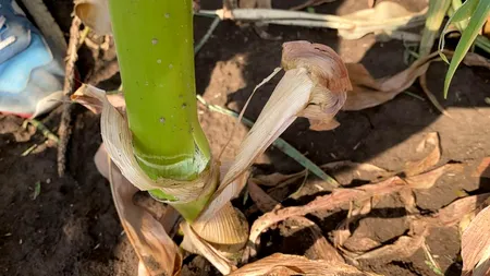 FOTO & VIDEO | Dezastru provocat de grindină în culturile fermierilor giurgiuveni. Zeci de hectare sunt calamitate