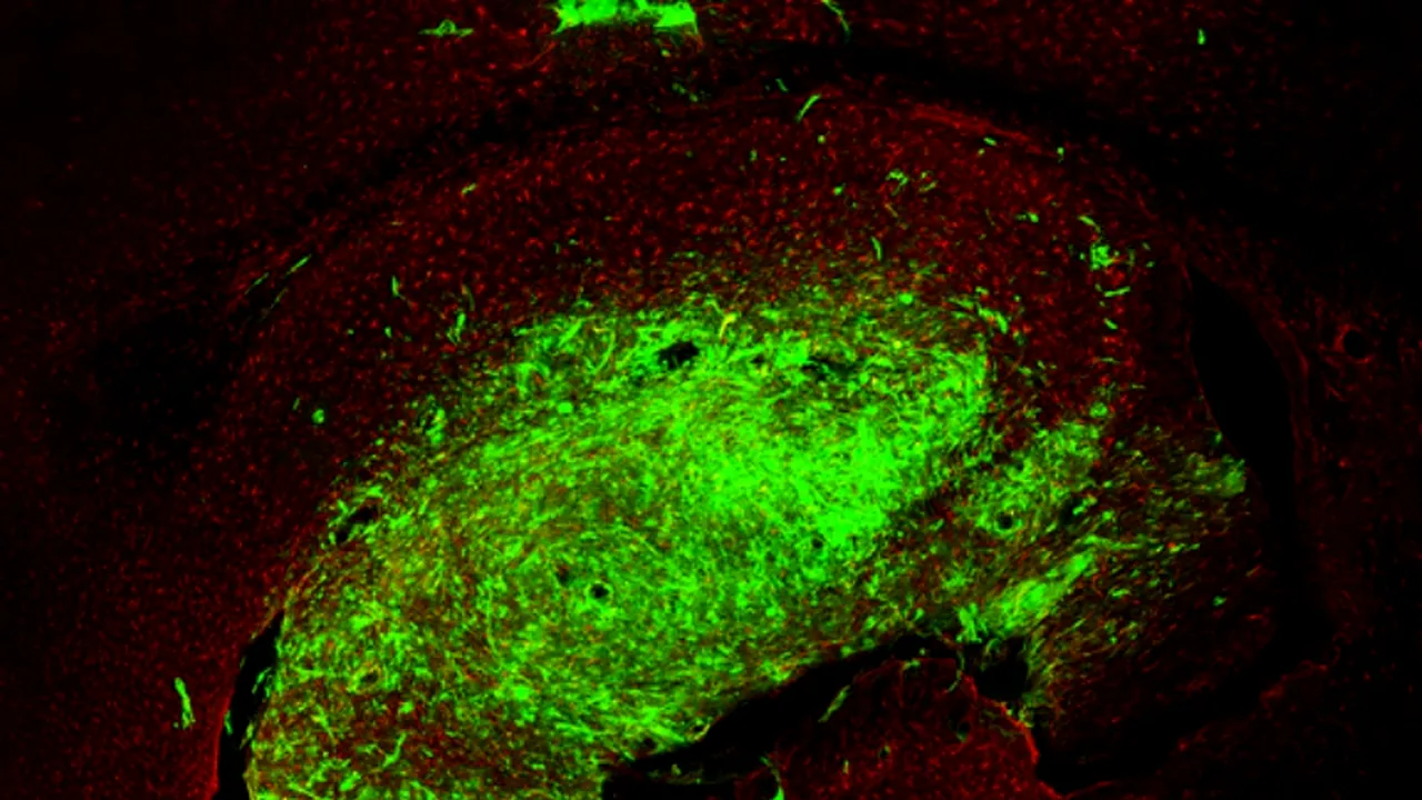 SECRETUL ascuns în aceste imagini. Cercetătorii au fost UIMIȚI
