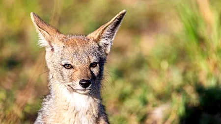 O femeie din Iași a fost mușcată de un șacal care avea RABIE. Aceasta a fost transportată la spital