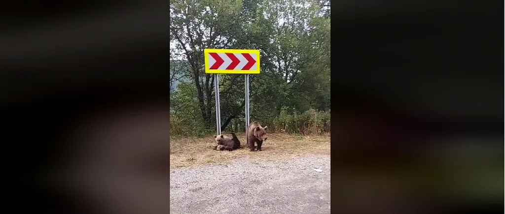 Diana Șoșoacă, după o întâlnire cu urșii pe Transfăgărășan: „Sunt periculoși, chiar dacă sunt mici” (VIDEO)