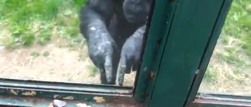 VIDEO: Un cimpanzeu de la zoo cere să fie ELIBERAT de vizitatori