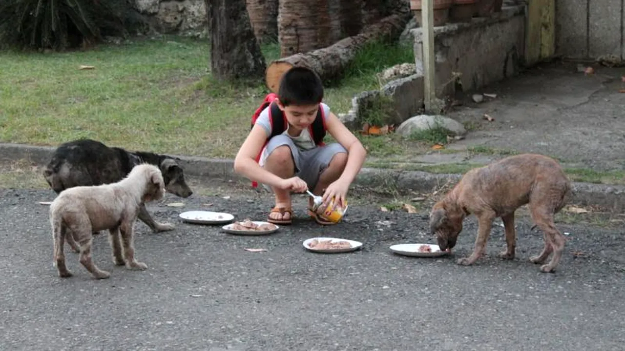 Un băiat de 9 ani a construit un adăpost pentru câinii fără stăpân.  GALERIE FOTO
