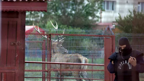 Garda de Mediu intră în grădina zoologică a fraților Cămătaru. Nuțu pierde leii și urșii, dar păstrează canarii și caii. VIDEO