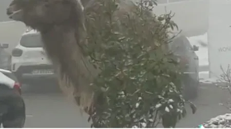 VIDEO | Apariție neobișnuită în Cluj Napoca. O cămilă ia prânzul printre fulgii de zăpadă, în plină stradă