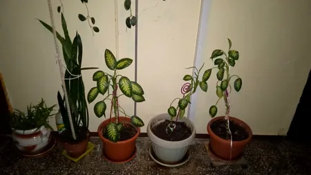 REGULA care trebuie respectată cu strictețe de proprietari, pe scara blocului. Ce pățesc vecinii care încalcă legea