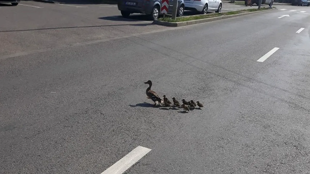 Un polițist de la Rutieră oprește traficul pe o stradă din Oradea pentru a permite unei familii de rațe să traverseze