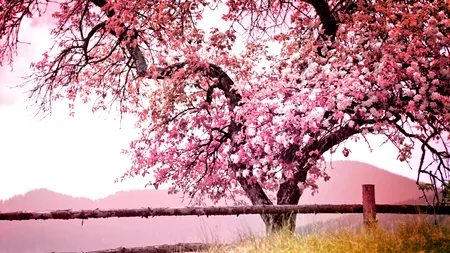 Vreme de aprilie în România! Cât va mai ține valul de aer tropical în țara noastră