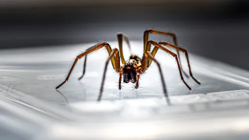De ce e bine să lași păianjenii din casa ta în pace