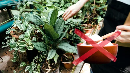 Nu folosi bicarbonatul de sodiu în gradină, iată care este cea mai bună alternativă pentru plantele tale