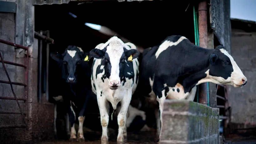 Lapte infestat cu aflatoxină, descoperit în alte două ferme. Vicepreședintele ANSVSA: Laptele contaminat nu a ajuns în magazine