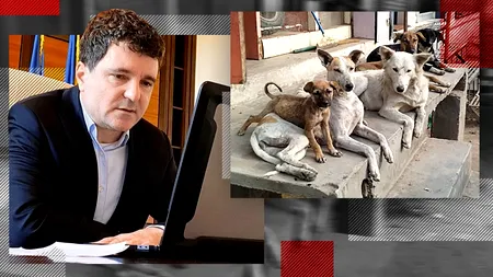Nicușor Dan, despre haitele de maidanezi de pe Lacul Morii, acolo unde a fost ucisă o femeie: „Este problema câinilor cu stâpân”