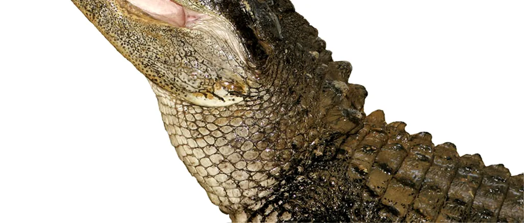 Un crocodil refuză să mănânce după ce a înghițit un telefon mobil, care a sunat un timp în burta lui