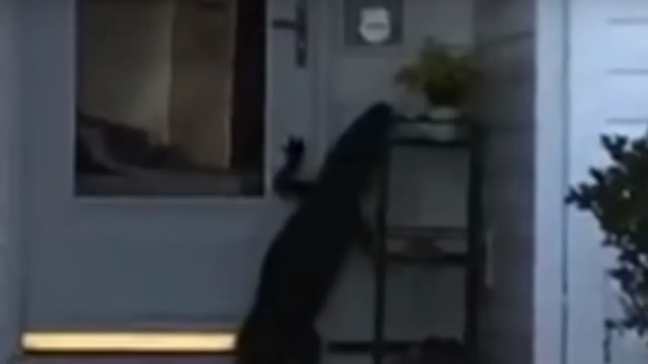 Un oaspete neașteptat. Aligatorul în căutare de „socializare