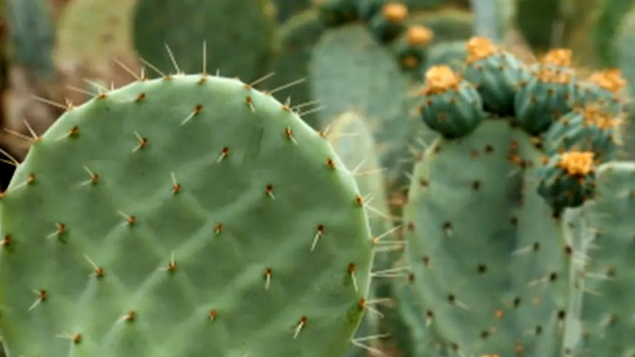 Una din trei specii de cactuși ar putea dispărea. Avertismentul specialiștilor