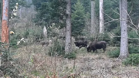 Imagini RARE cu zimbri care se hrănesc în Parcul Natural Vânători Neamţ