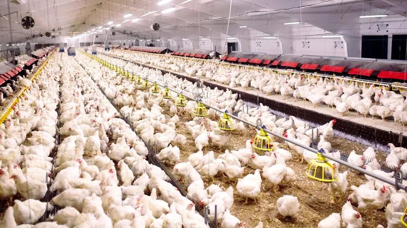 Focare de gripă aviară la mai multe ferme din Olanda și Germania. Sute de mii de păsări vor fi sacrificate