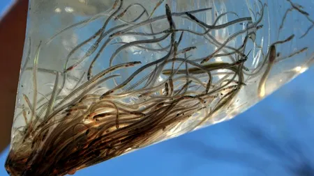 Doi chinezi au încercat să treacă vama la bulgari cu două milioane de pui. Ce au pățit după ce polițiștii au descoperit specialitățile