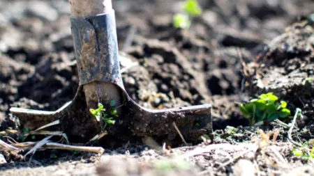 Studiu neobișnuit în Elveția, făcut în ferme și grădini, cu lenjerie intimă din bumbac. Cercetătorii caută soluții pentru agricultură