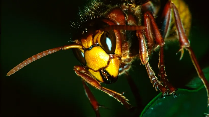 O specie periculoasă de viespi din Asia ar putea invada Marea Britanie
