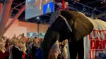Imagini incredibile de la convenția republicană din Texas. Ce a făcut elefantul viu, decorat în culorile partidului